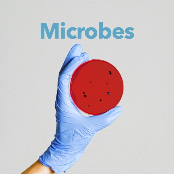 Conversation Cards - Microbes