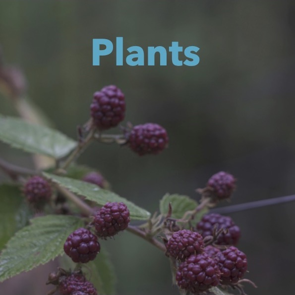 Conversation Cards Plants